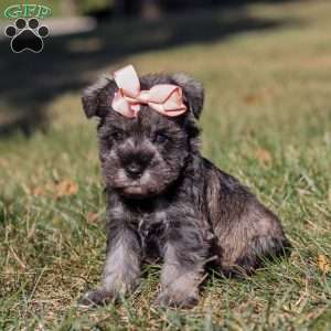Emory, Miniature Schnauzer Puppy