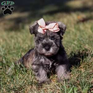 Emory, Miniature Schnauzer Puppy