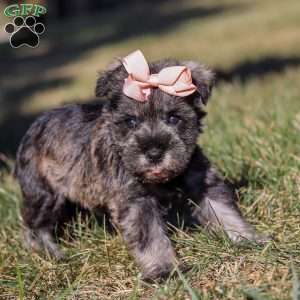 Emory, Miniature Schnauzer Puppy