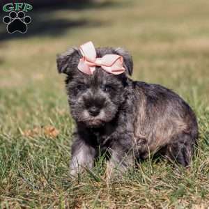 Emory, Miniature Schnauzer Puppy