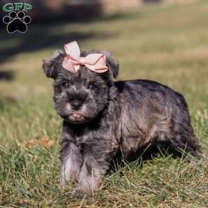 Emory, Miniature Schnauzer Puppy