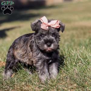 Emory, Miniature Schnauzer Puppy