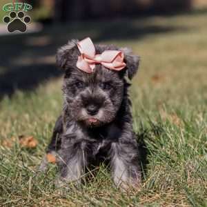Emory, Miniature Schnauzer Puppy