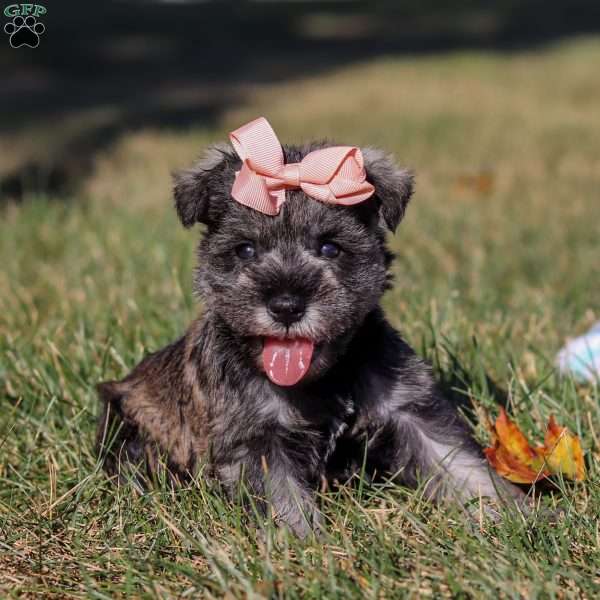 Emory, Miniature Schnauzer Puppy