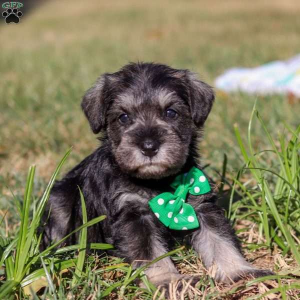 Enzo, Miniature Schnauzer Puppy