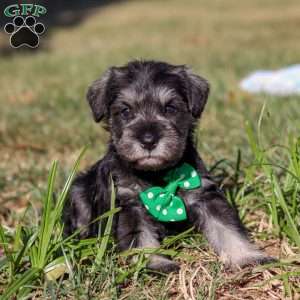 Enzo, Miniature Schnauzer Puppy