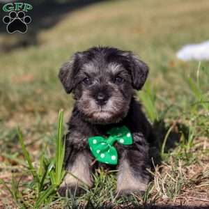 Enzo, Miniature Schnauzer Puppy