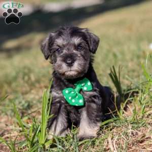 Enzo, Miniature Schnauzer Puppy