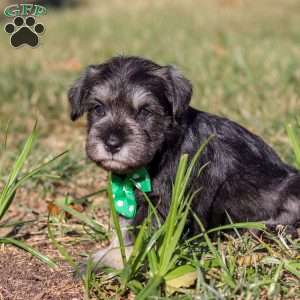 Enzo, Miniature Schnauzer Puppy