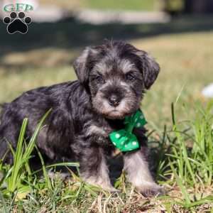 Enzo, Miniature Schnauzer Puppy
