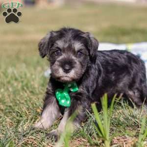 Enzo, Miniature Schnauzer Puppy