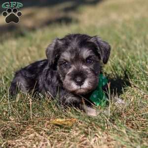 Enzo, Miniature Schnauzer Puppy