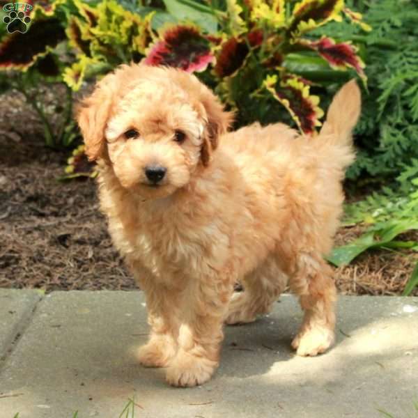 Eric, Toy Poodle Puppy