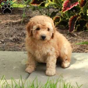Eric, Toy Poodle Puppy