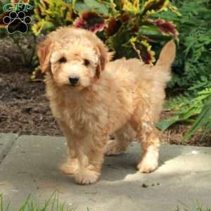 Eric, Toy Poodle Puppy
