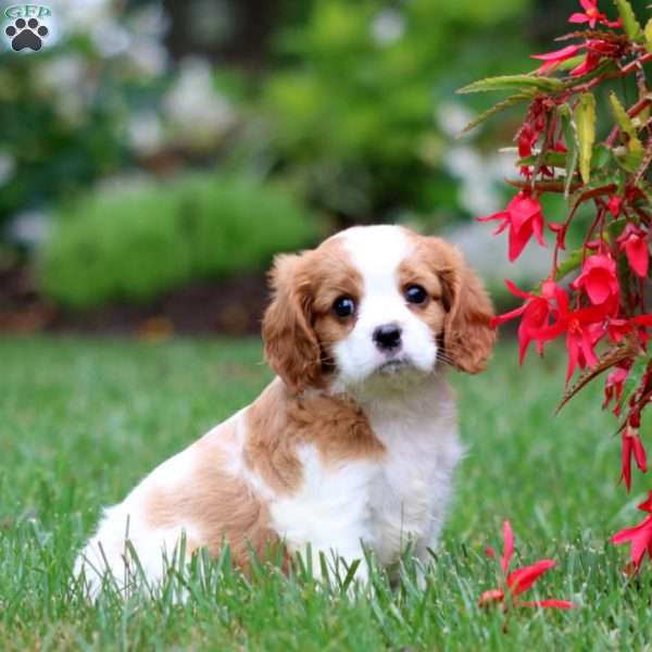 Eric, Cavalier King Charles Spaniel Puppy