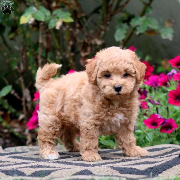 Eric, Bich-Poo Puppy
