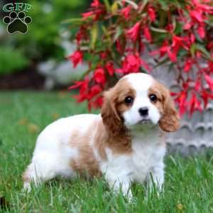 Eric, Cavalier King Charles Spaniel Puppy