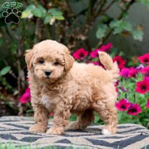 Eric, Bich-Poo Puppy