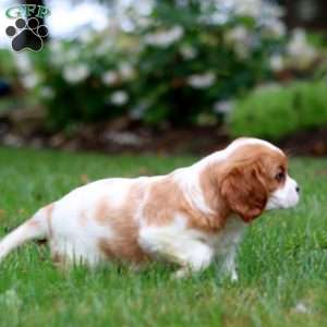 Eric, Cavalier King Charles Spaniel Puppy
