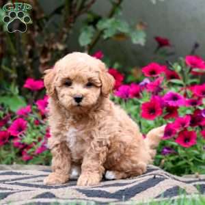 Eric, Bich-Poo Puppy