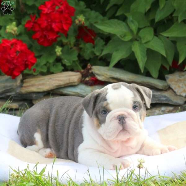 Erica, English Bulldog Puppy