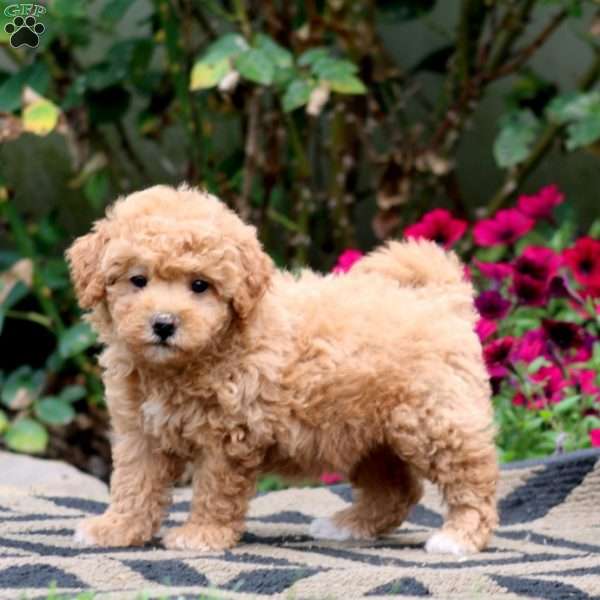 Erma, Bich-Poo Puppy