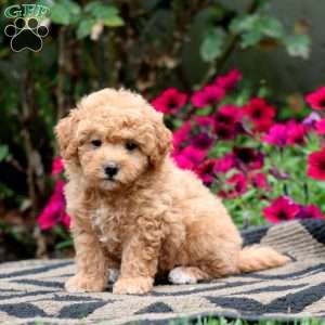 Erma, Bich-Poo Puppy