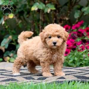 Erma, Bich-Poo Puppy