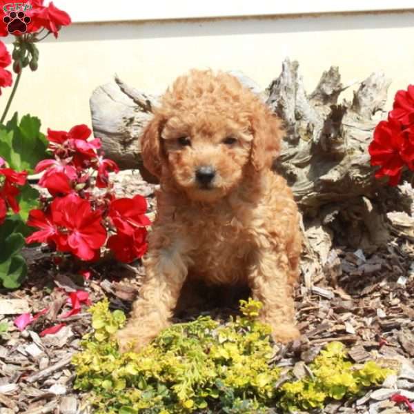 Ernie, Miniature Poodle Puppy