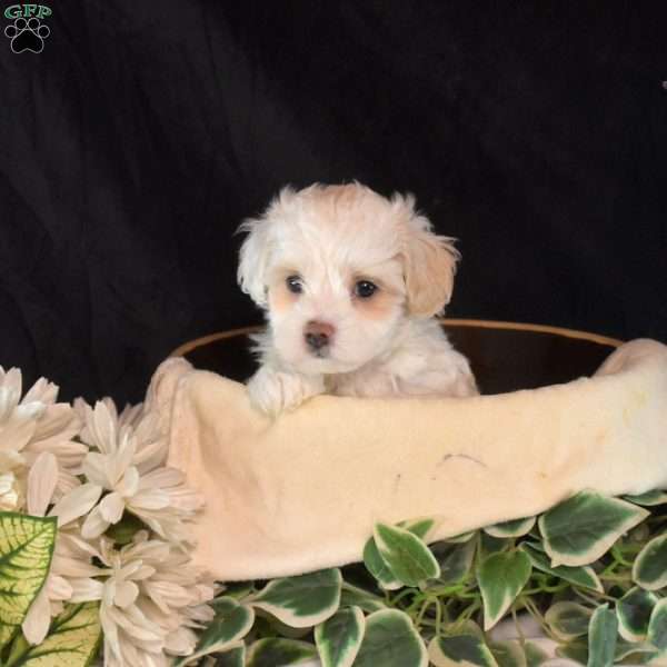 Ernie, Maltipoo Puppy