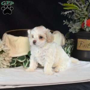 Ernie, Maltipoo Puppy
