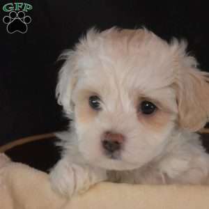 Ernie, Maltipoo Puppy