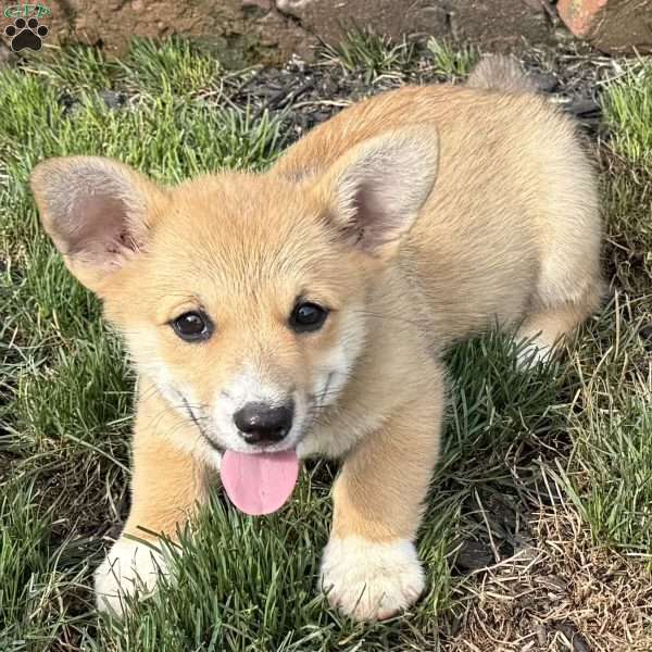 Ernie, Pembroke Welsh Corgi Puppy