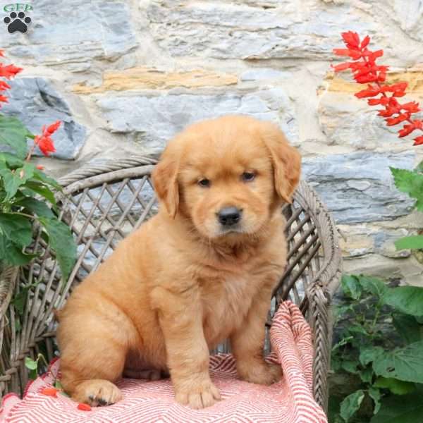Espresso, Golden Retriever Puppy