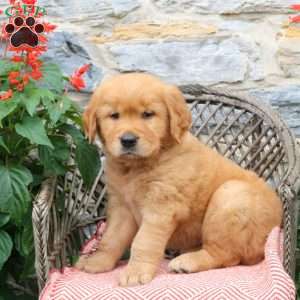Espresso, Golden Retriever Puppy