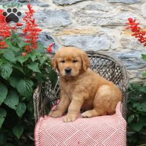 Espresso, Golden Retriever Puppy