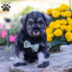 Ethan, Miniature Schnauzer Puppy