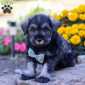 Ethan, Miniature Schnauzer Puppy