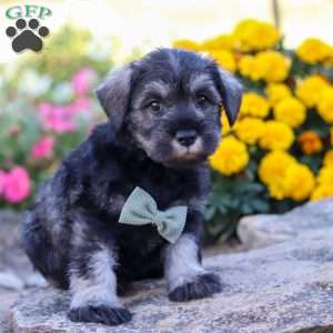 Ethan, Miniature Schnauzer Puppy