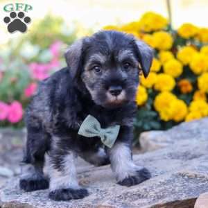 Ethan, Miniature Schnauzer Puppy