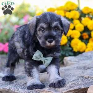 Ethan, Miniature Schnauzer Puppy