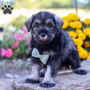 Ethan, Miniature Schnauzer Puppy