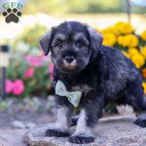 Ethan, Miniature Schnauzer Puppy