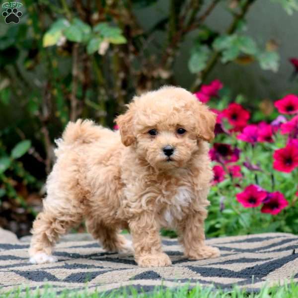 Ethan, Bich-Poo Puppy
