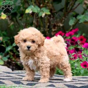 Ethan, Bich-Poo Puppy