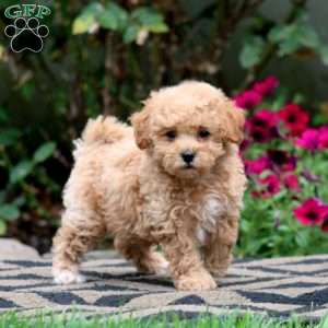 Ethan, Bich-Poo Puppy