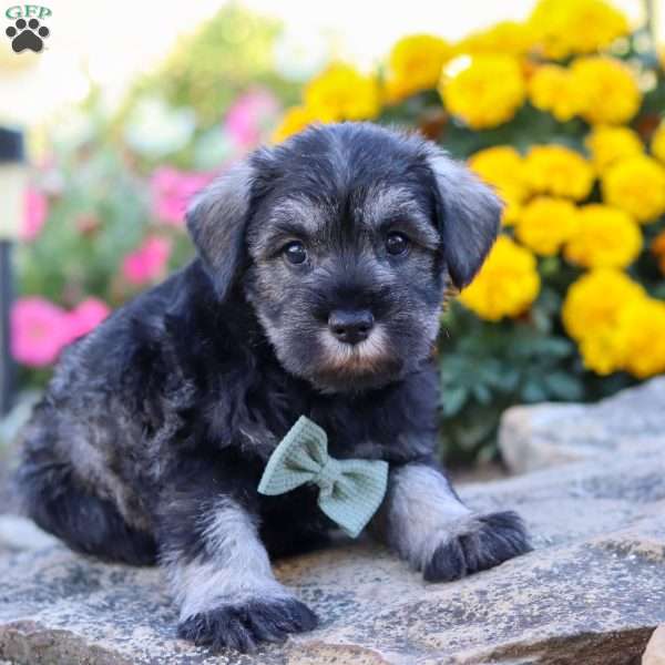 Ethan, Miniature Schnauzer Puppy