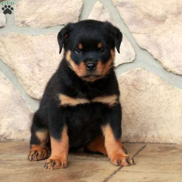Eva, Rottweiler Puppy