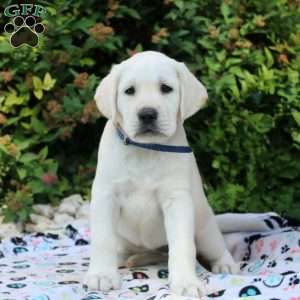 Eva, Yellow Labrador Retriever Puppy